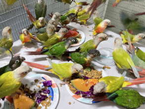 Conures having a real meal