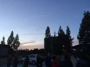 The existing flock flying overhead