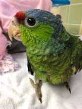 2018 Fledgling