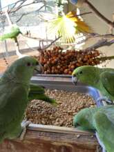 Parrots with donated palm fronds and fruit!