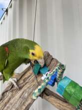 Yellow Headed Amazon chewing wood blocks!