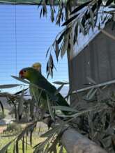 Parrots in a fresh browse jungle!