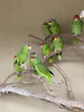 Some of our resident Amazons hangin' out