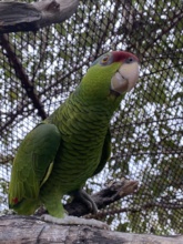 Handsome lil' Amazon on a sunny day!