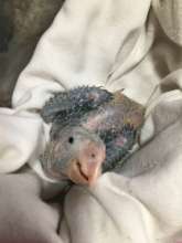 2018 Nestling