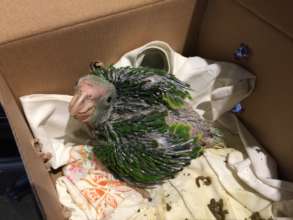 2018 New Nestling