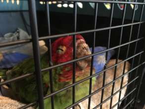 Mitred conure recovering from a head strike