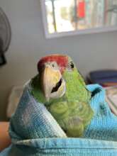 Rehabbed parrot getting an exam prior to release!