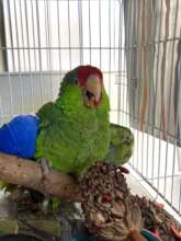Red Crowned Amazon recovering from wing fracture.