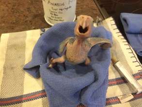 Our youngest baby of the season