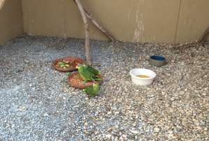 Young fledglings in our transition flight.