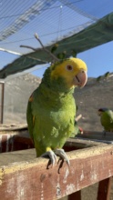 the most interesting birb in the world (aka Bubba)
