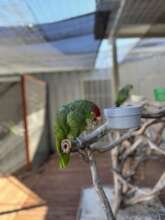 Rio eating a nutriberry