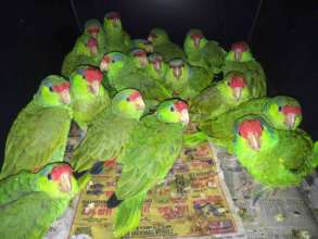 Microchipped flock
