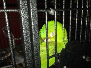 Irie sleeping