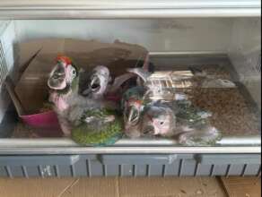 Macaws that were confiscated