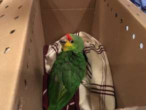 Red-Lored