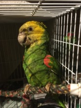 Yellow head trying to heal