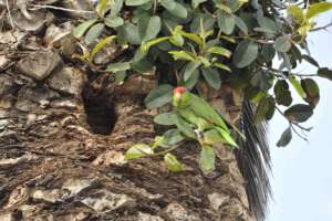 Amazon checking out a nest site