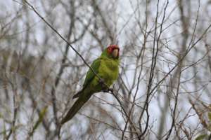 Red-masked conure hanging out