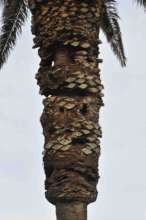 Canary Island date palm with cavities