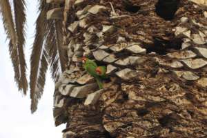 Two conures claiming their cavity