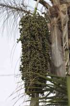 Palm trees supply food as well as shelter