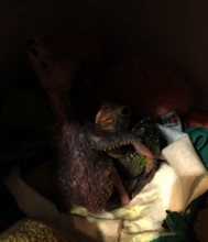 Younger and yet bigger than other nestlings