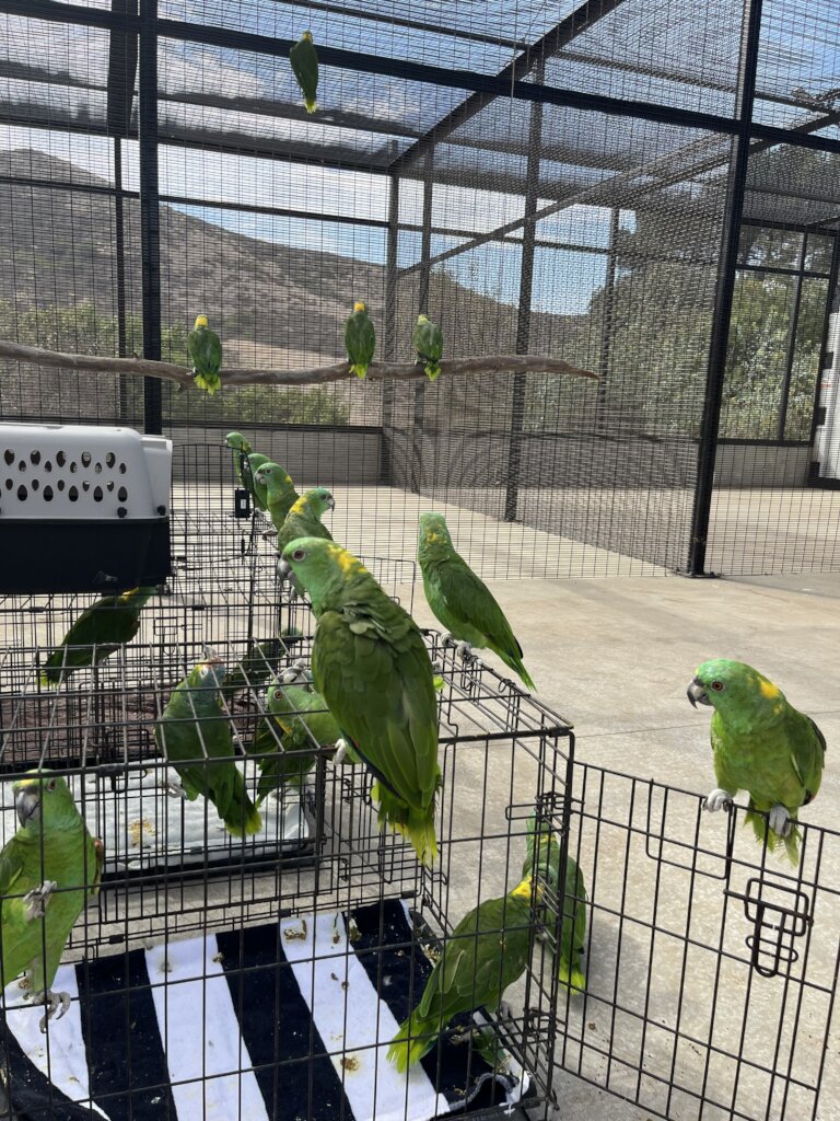 Yellow-Naped Amazons seeing their new enclosure
