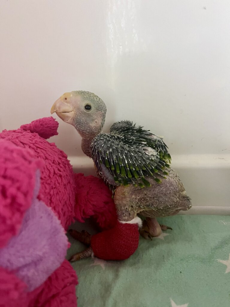 Nestling Amazon healing from a leg fracture