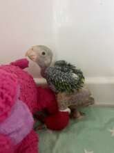 Nestling Amazon healing from a leg fracture