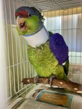 Adult Lilac-Crowned Amazon patient