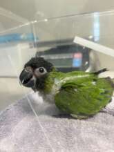 Our juvenile Nanday Conure getting a weight check
