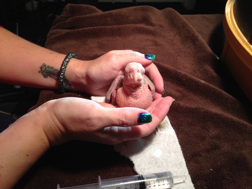 Help save injured and orphaned wild parrots