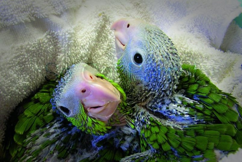 Help save injured and orphaned wild parrots