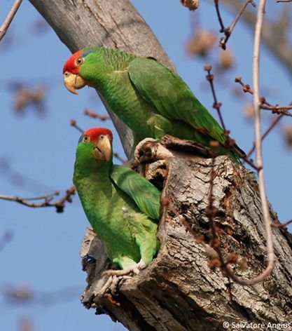 Red-crowned Amazon pair