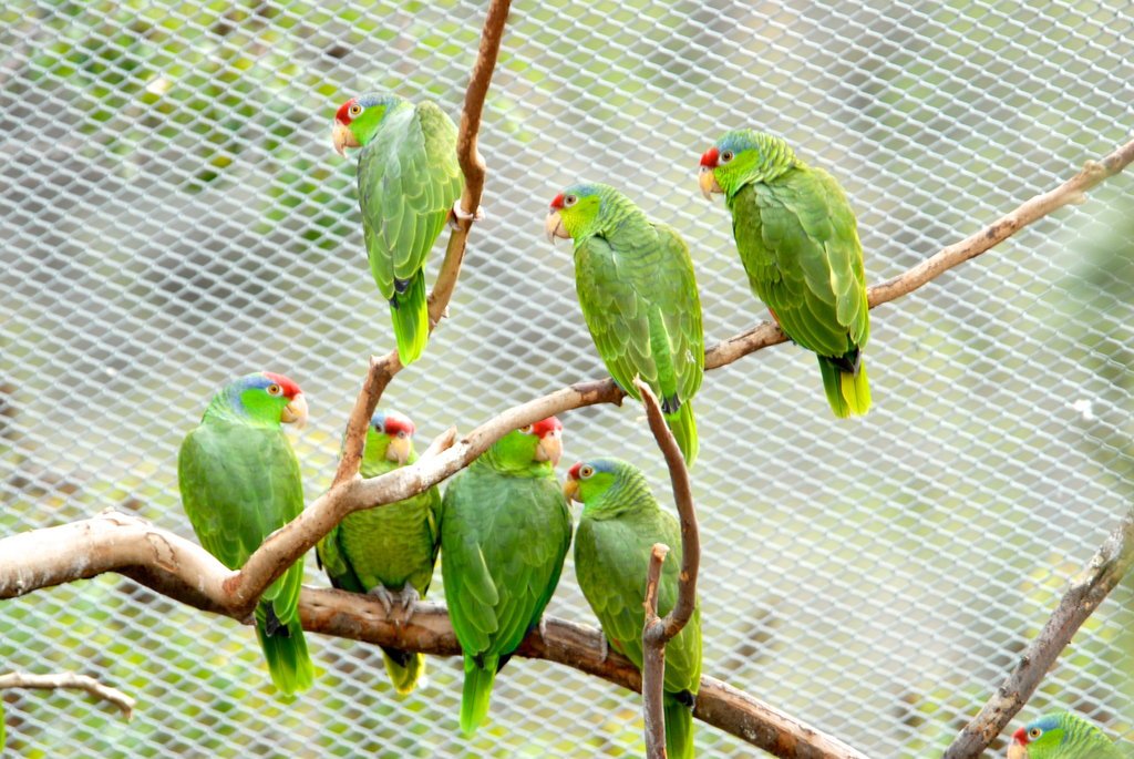 Red-crowned Amazons in our flight