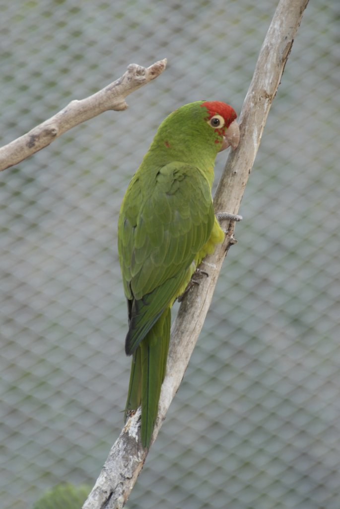 A conure in our flight