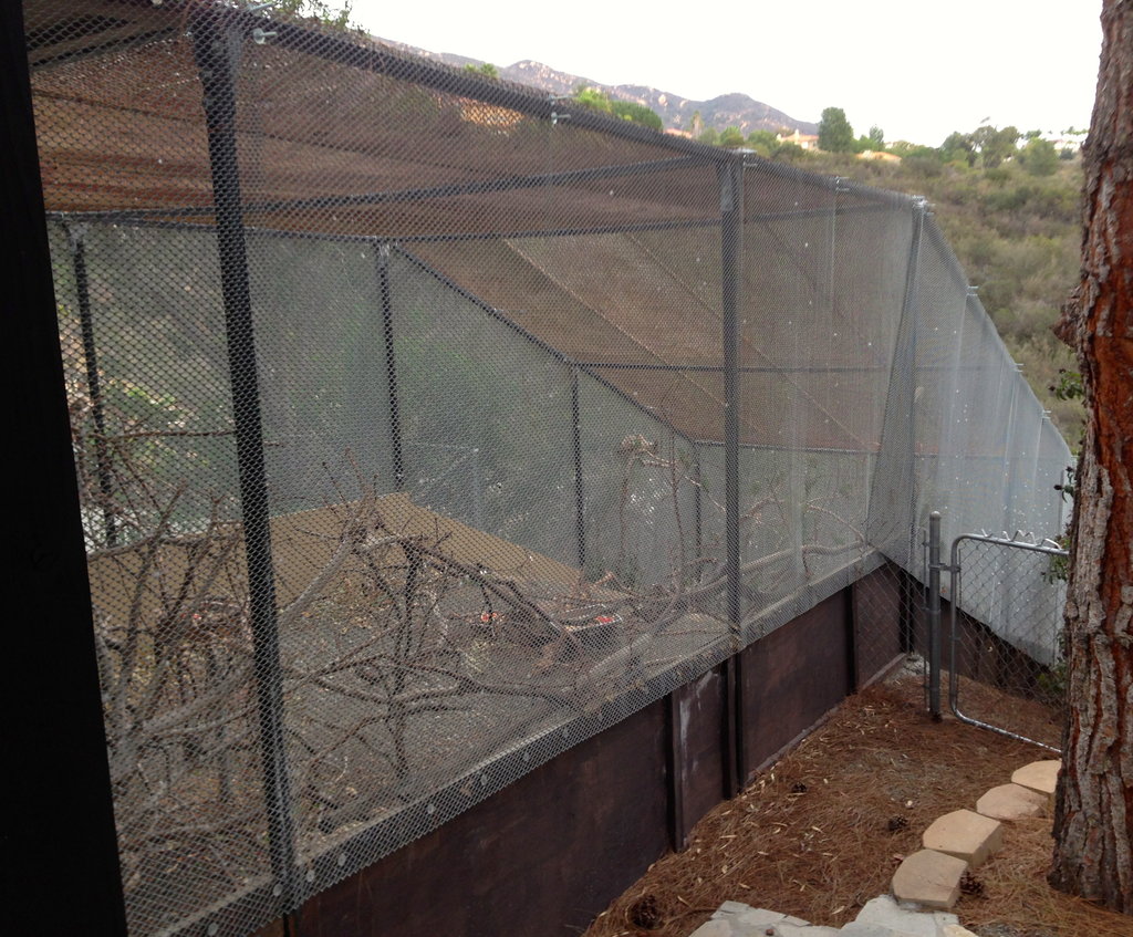 Help save injured and orphaned wild parrots