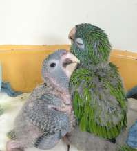 Blue crown conure babies