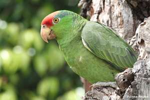 Red-crowned Amazon