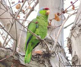 Lilac-crowned Amazon
