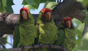 Cherry-headed conures