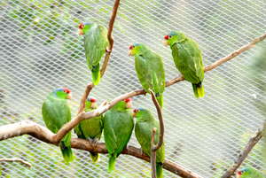 Red-crowned Amazons in our flight