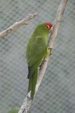 A conure in our flight