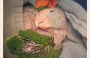 Help save injured and orphaned wild parrots