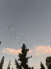 A flock of wild Amazons in San Diego