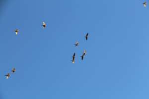 A few of our released Conures