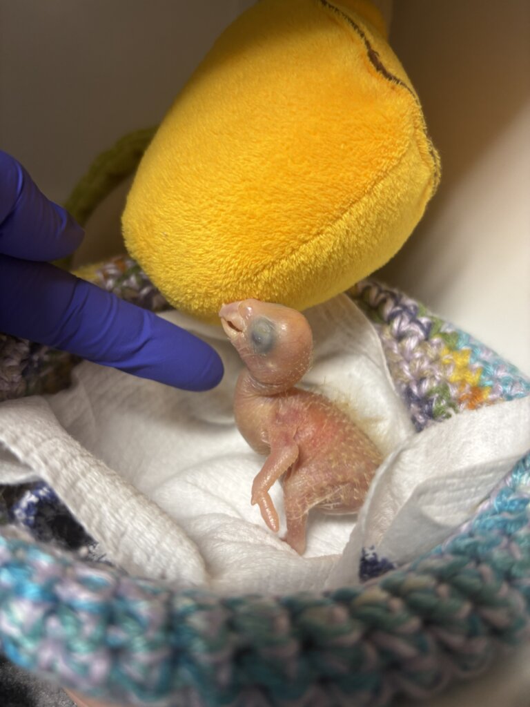 The first baby of the season!