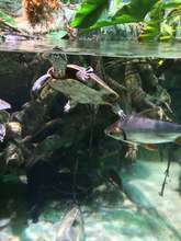Turtle and fish swimming together